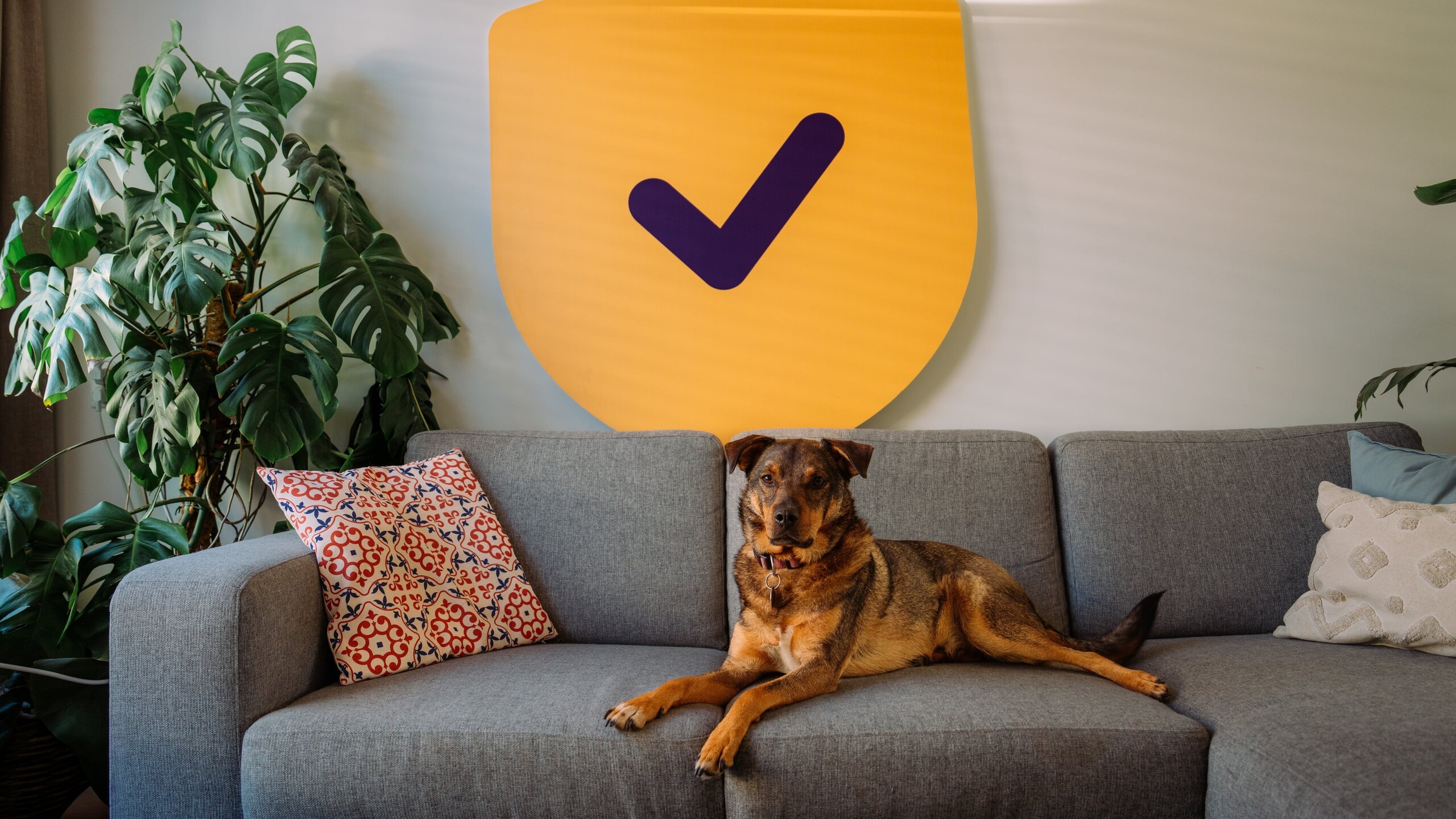 Hond ligt op een bank met daarboven het Denk vooruit-logo
